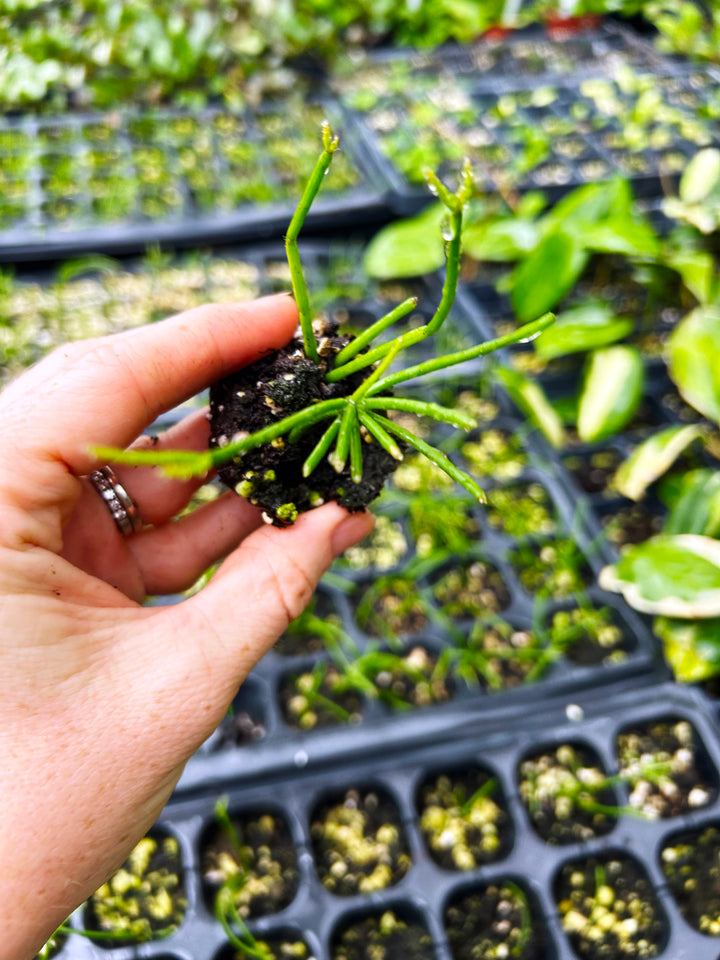 Rhipsalis Baccifera, Mistletoe Cactus, Trailing Cactus Plant, Tropical Cactus Plant