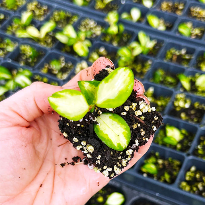 Hoya Heuschkeliana Variegata