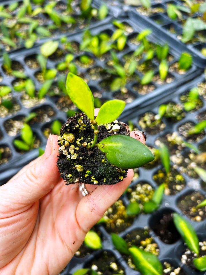 Hoya Burtoniae Inner Variegated
