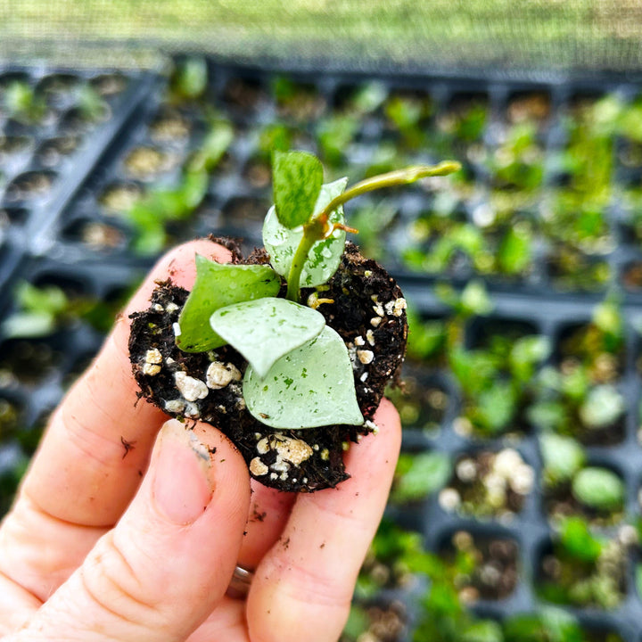 Hoya Krohniana Super Silver
