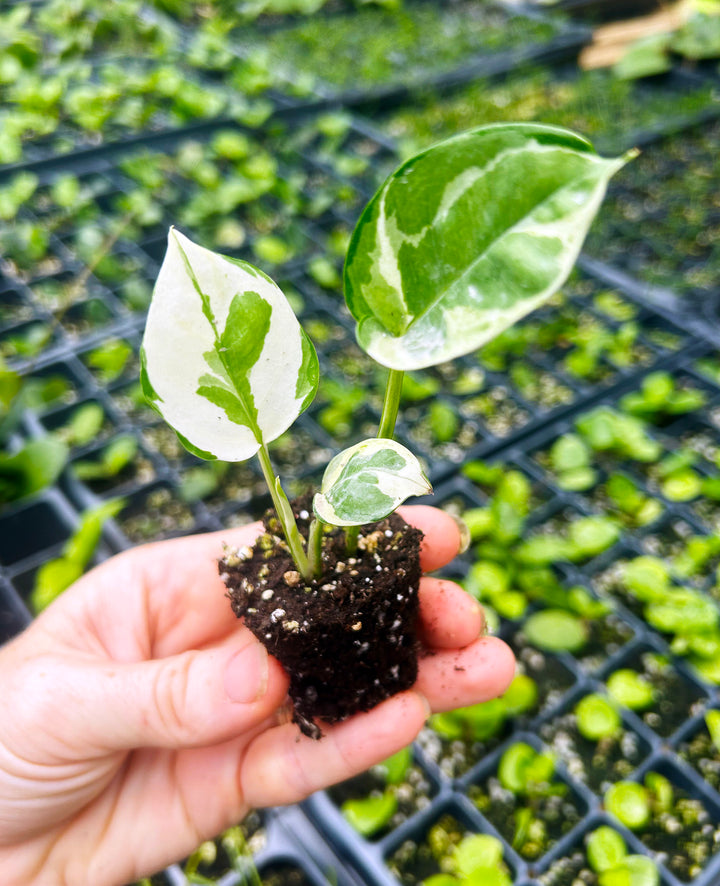 Pothos N' Joy