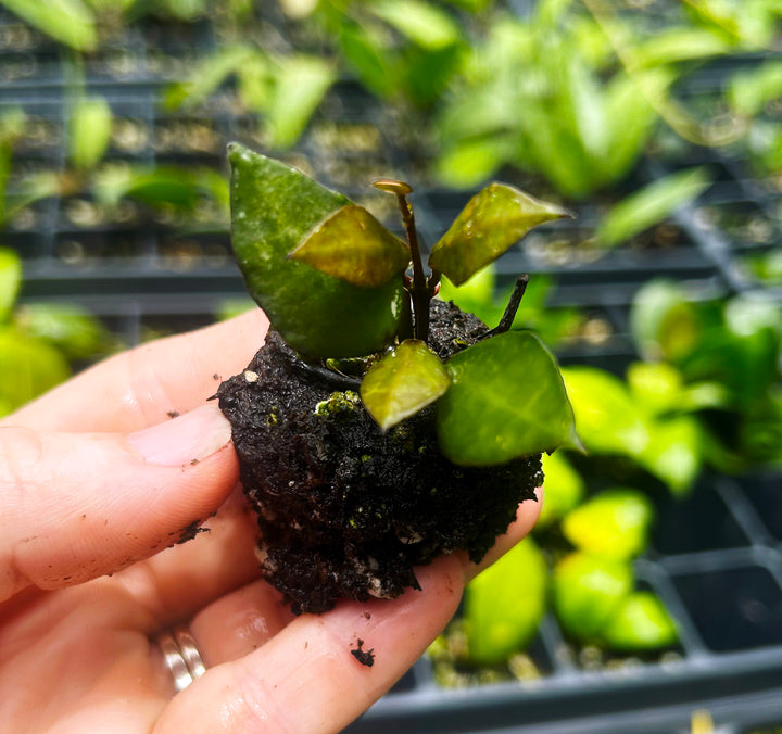 Hoya Krohniana Black