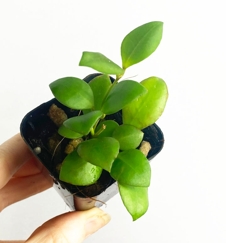 Hoya Heuschkeliana Pink