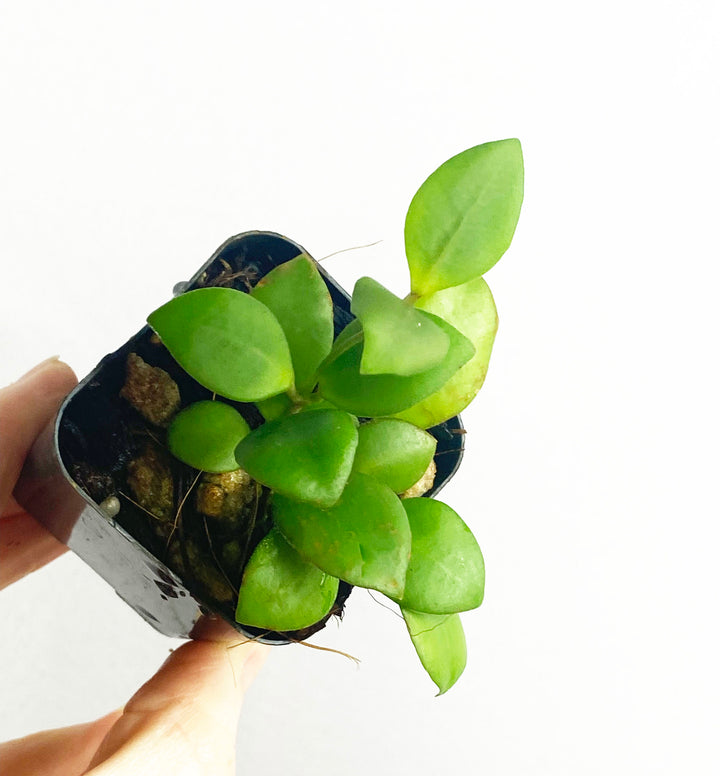 Hoya Heuschkeliana Pink
