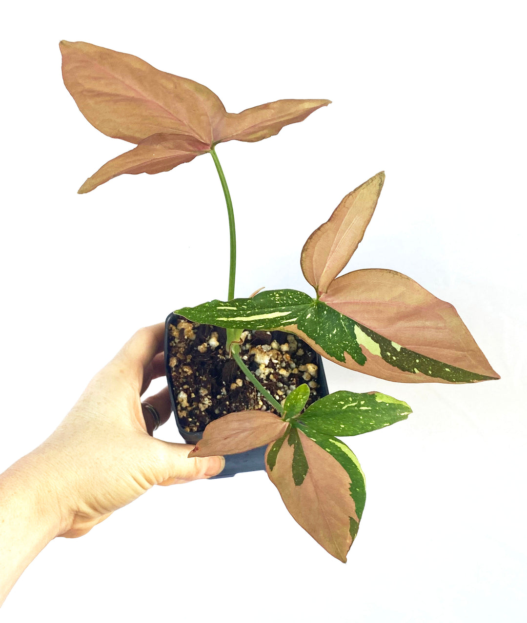 Syngonium Red Spot Tri-color