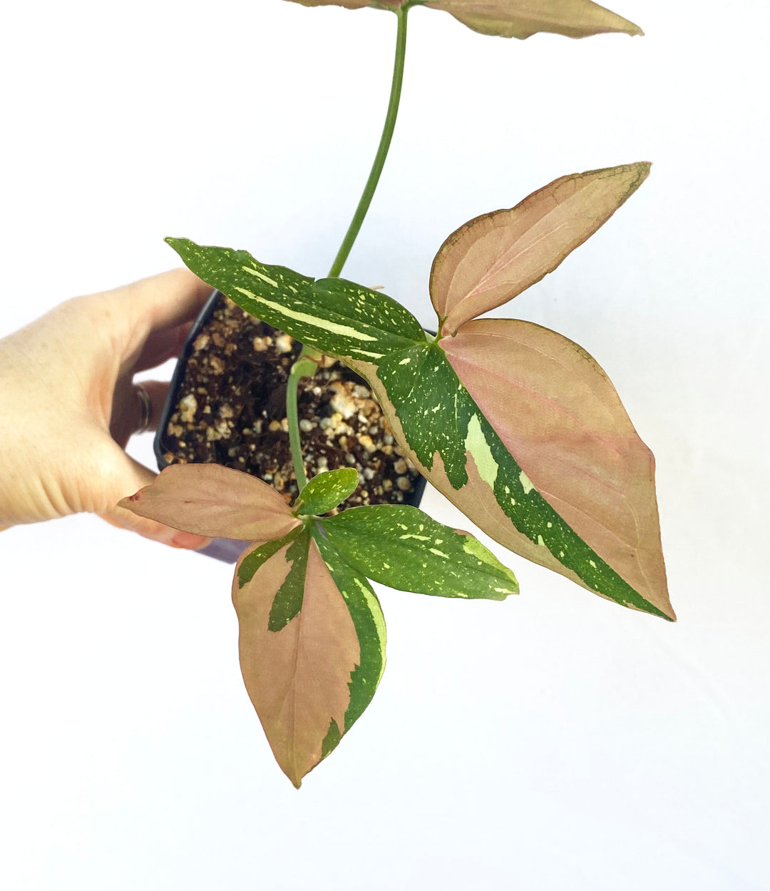 Syngonium Red Spot Tri-color