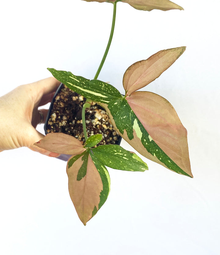 Syngonium Red Spot Tri-color