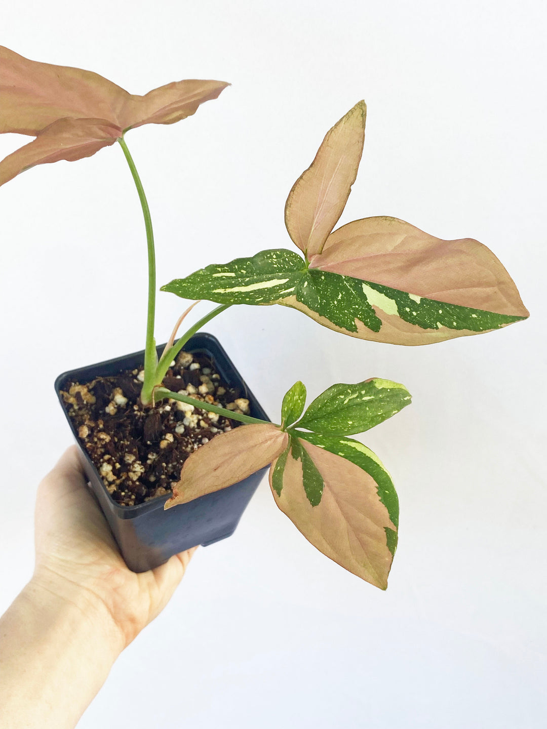 Syngonium Red Spot Tri-color