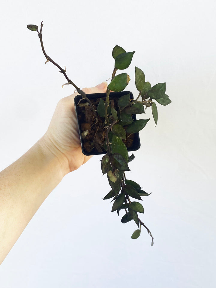 Hoya Krohniana Black