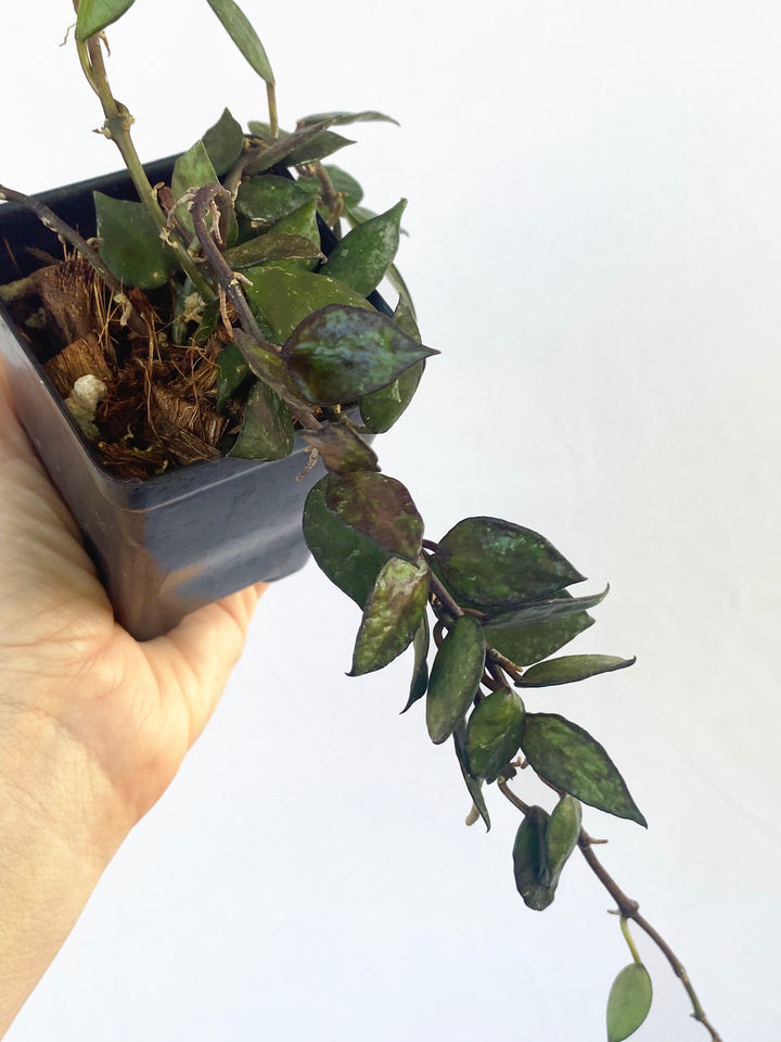 Hoya Krohniana Black