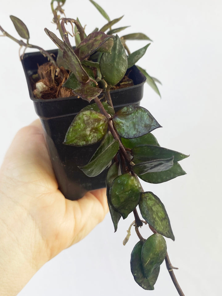 Hoya Krohniana Black