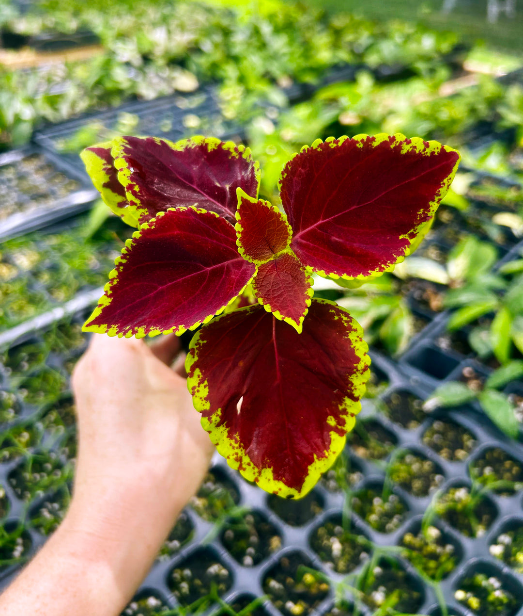 Coleus Wizard Velvet Red