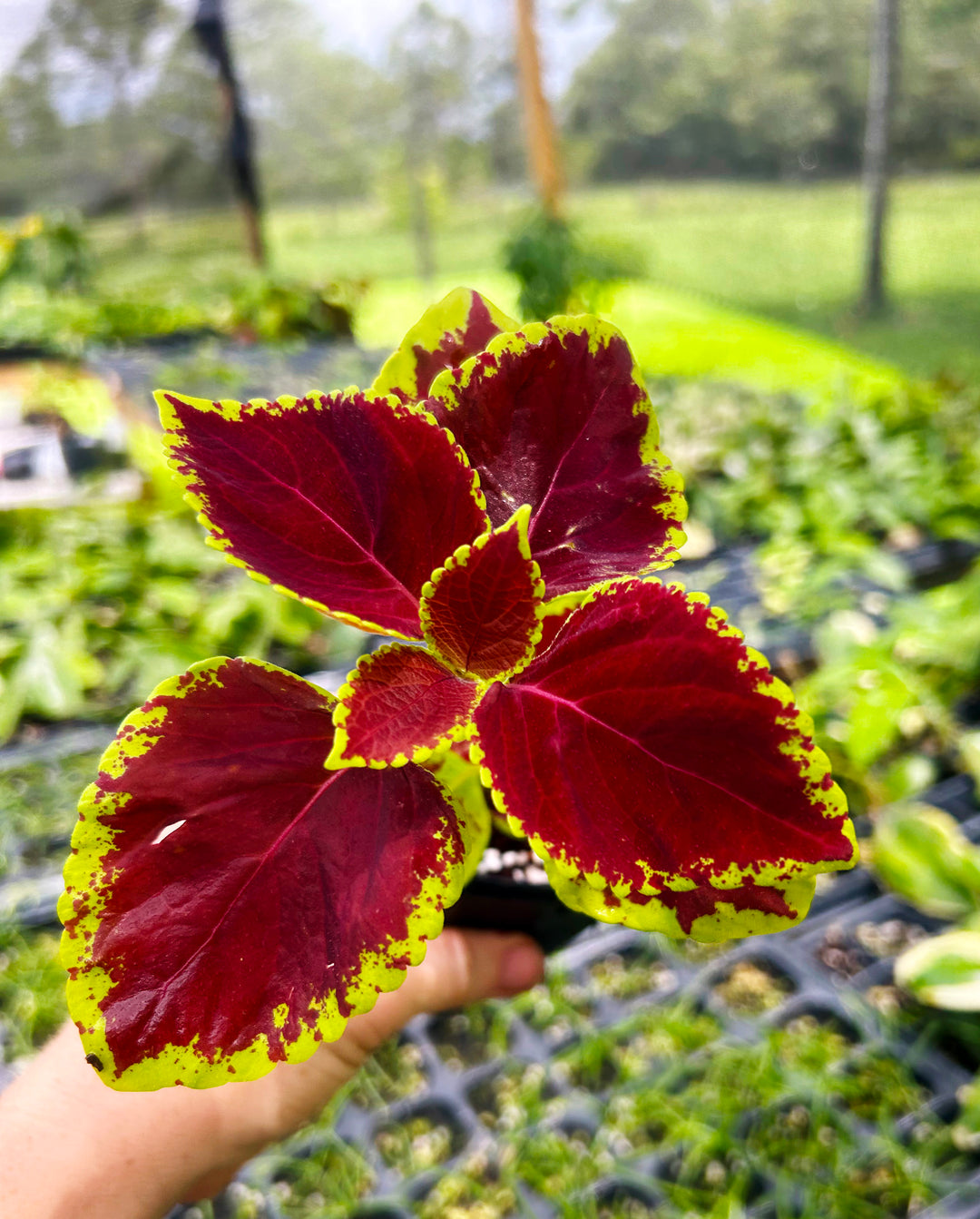 Coleus Wizard Velvet Red