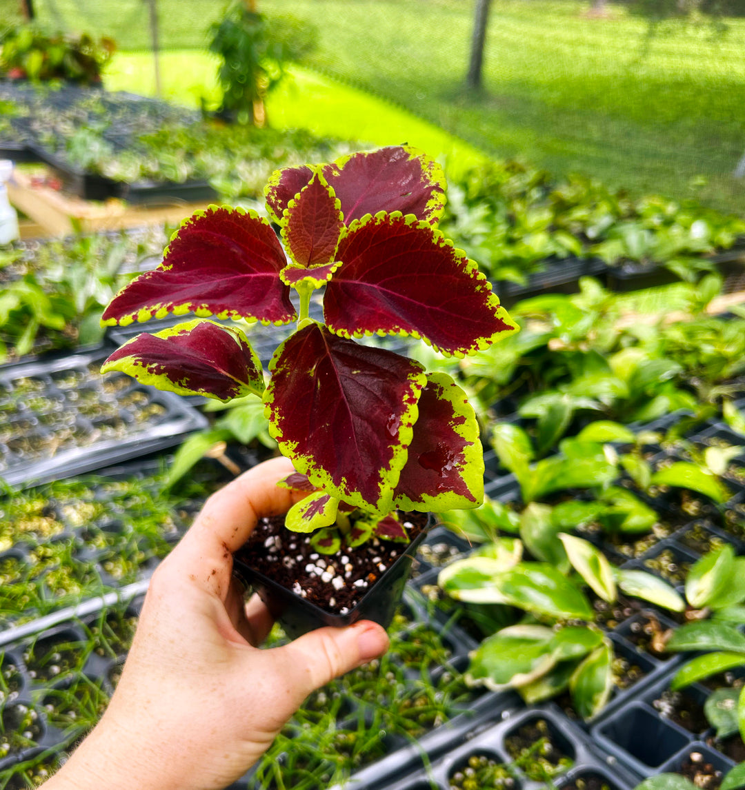 Coleus Wizard Velvet Red