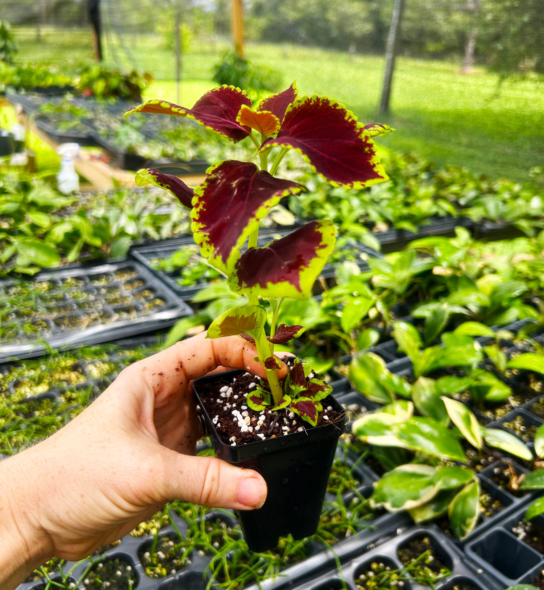Coleus Wizard Velvet Red
