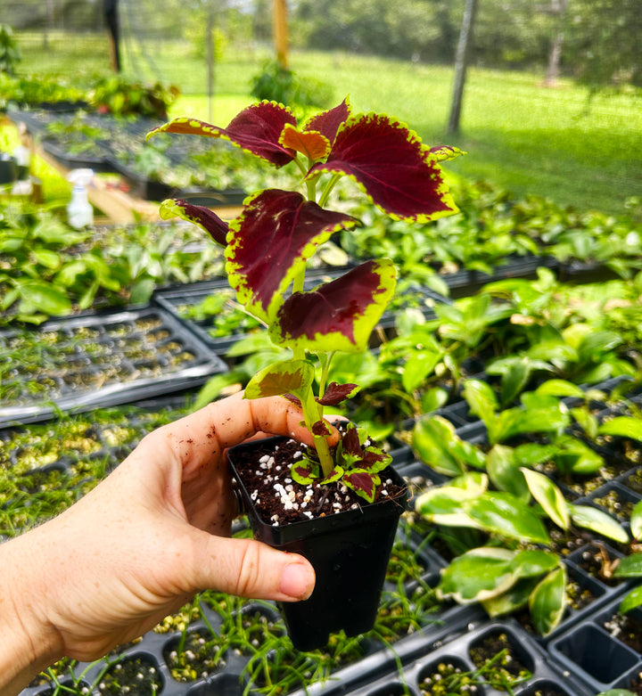 Coleus Wizard Velvet Red