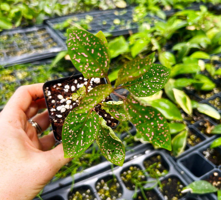 Hypoestes Pink Polka Dot, Plants from Seeds, Live Houseplants, Indoor Houseplants Landscaping