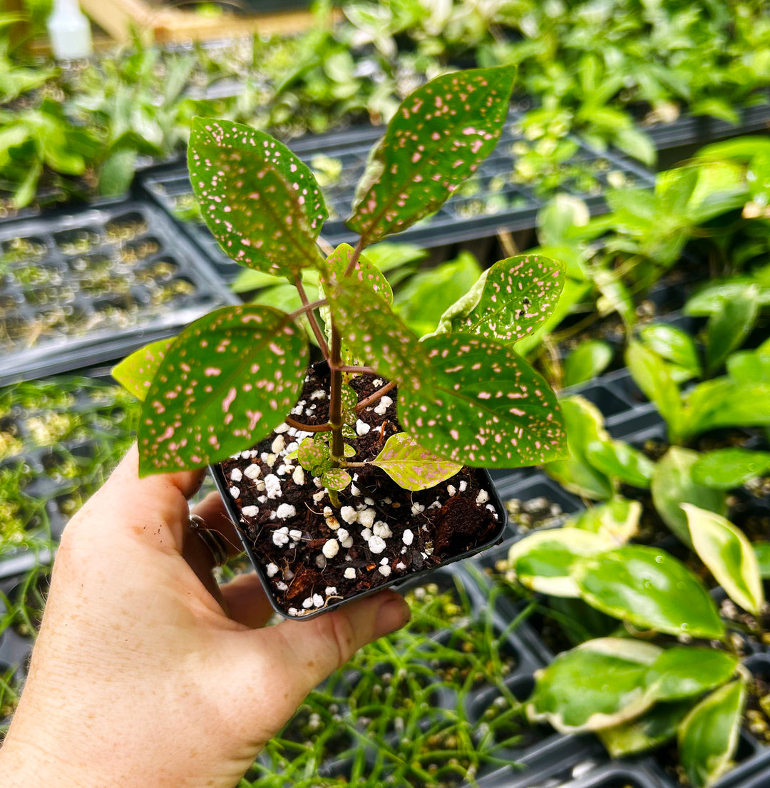 Hypoestes Pink Polka Dot, Plants from Seeds, Live Houseplants, Indoor Houseplants Landscaping