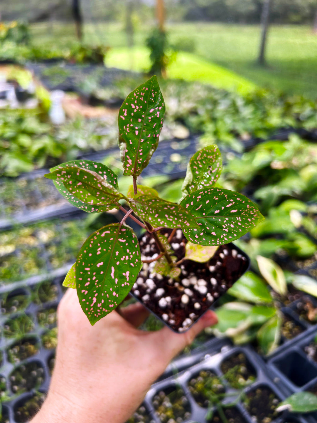 Hypoestes Pink Polka Dot, Plants from Seeds, Live Houseplants, Indoor Houseplants Landscaping