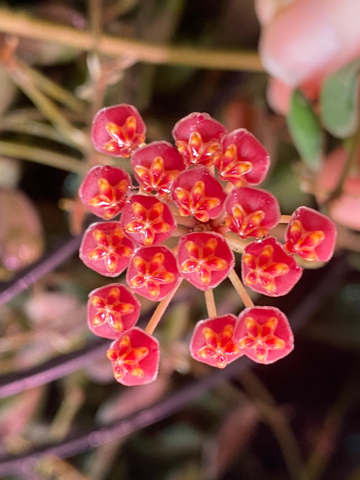 Hoya Burtoniae