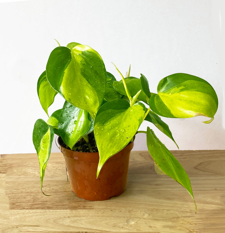Philodendron Brasil