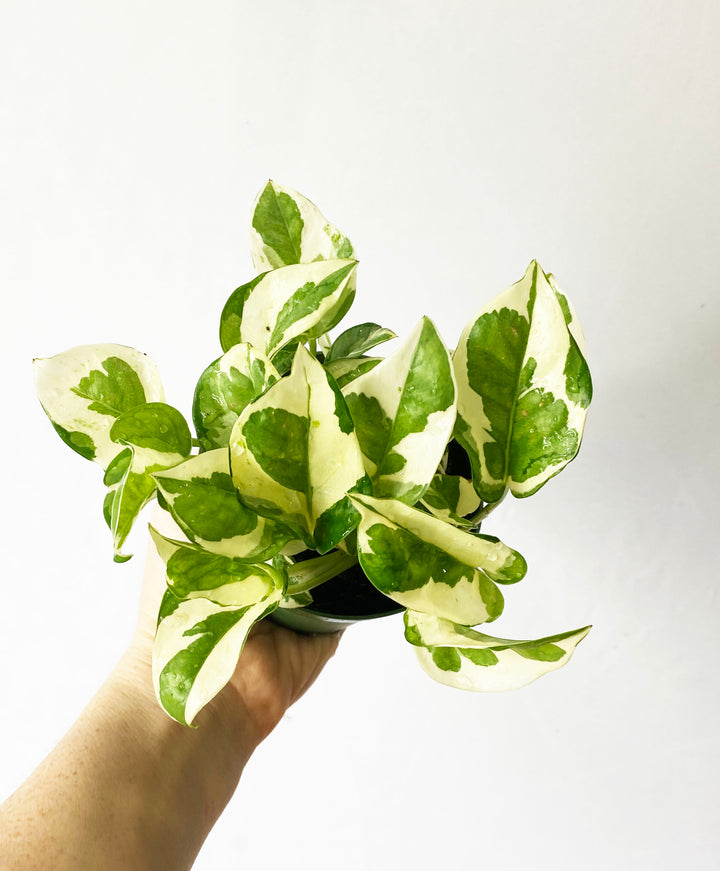 Pothos N' Joy