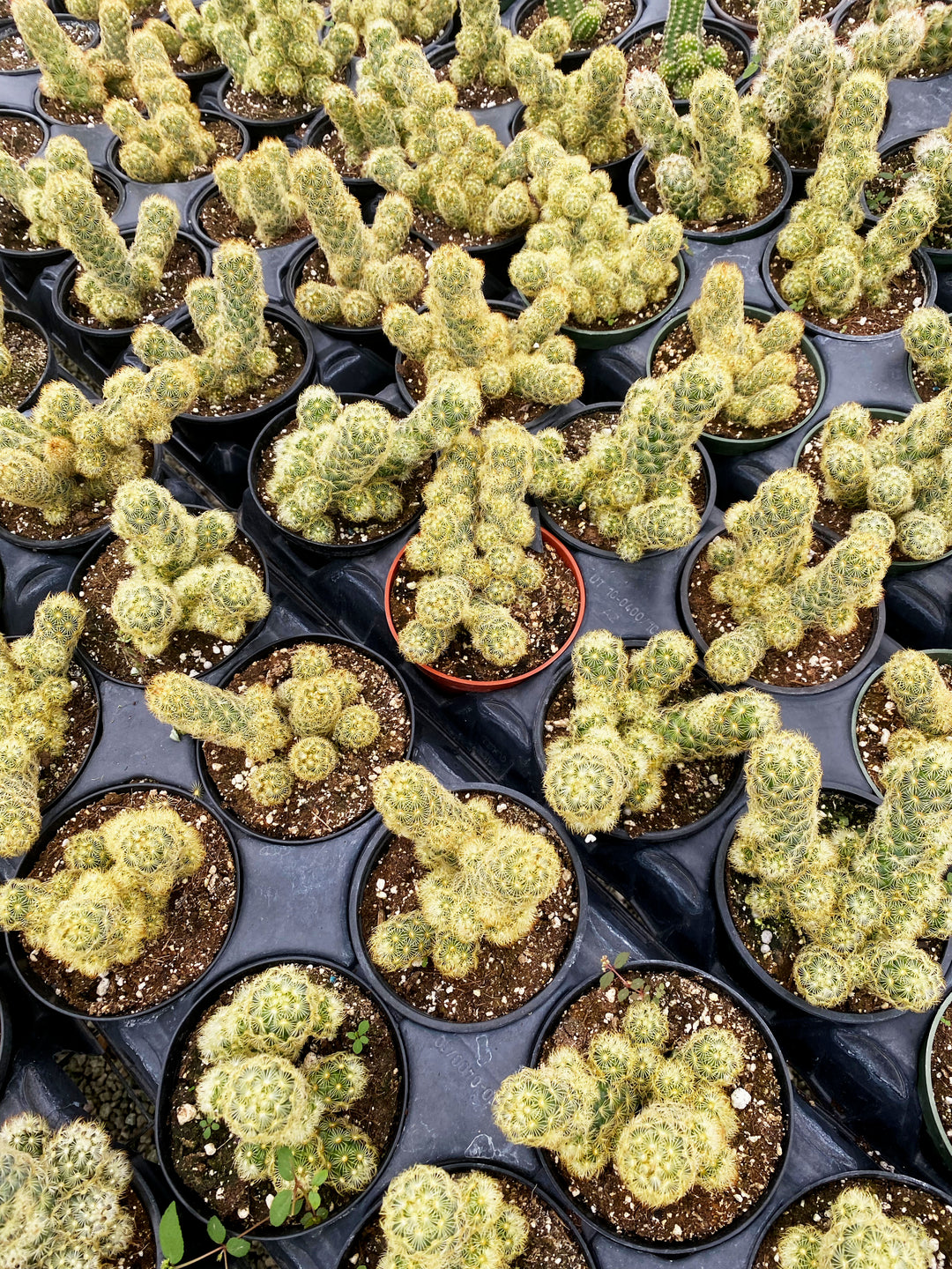 Ladyfinger Cactus