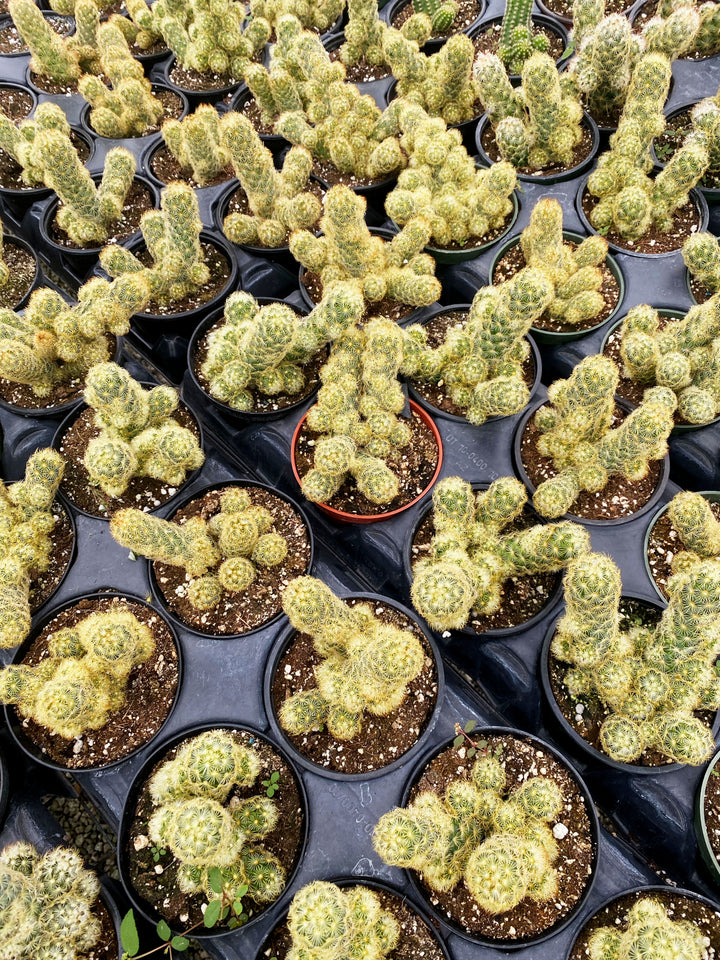 Ladyfinger Cactus