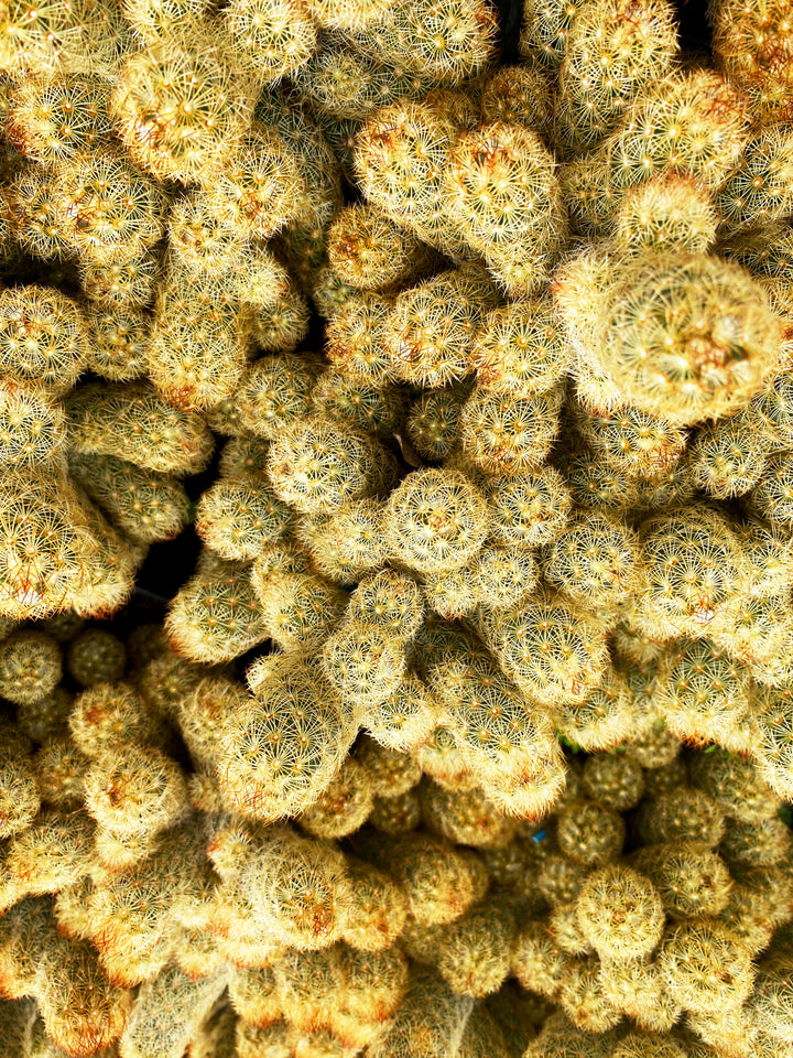 Ladyfinger Cactus