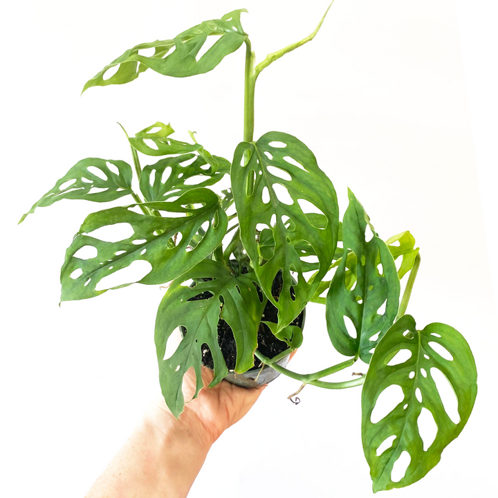 Monstera Adansonii "Swiss Cheese"