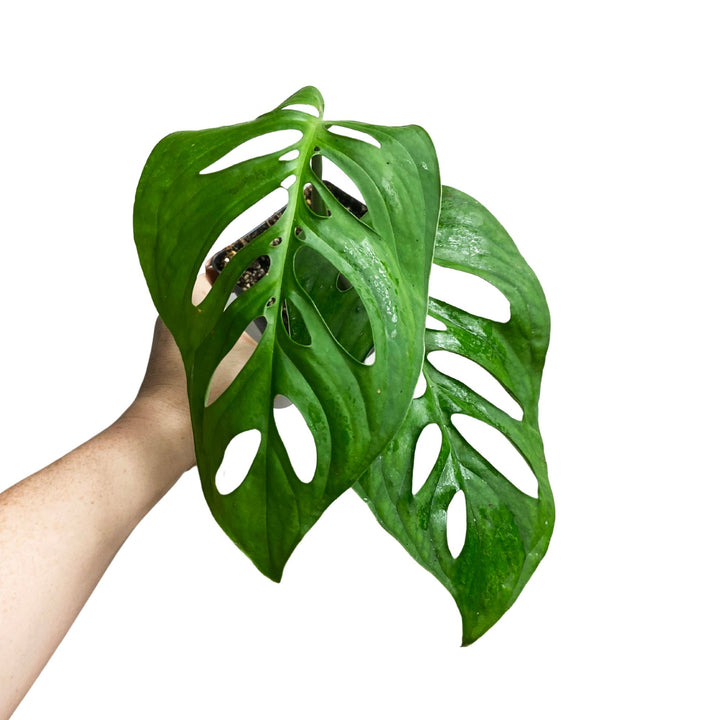 Monstera Esqueleto
