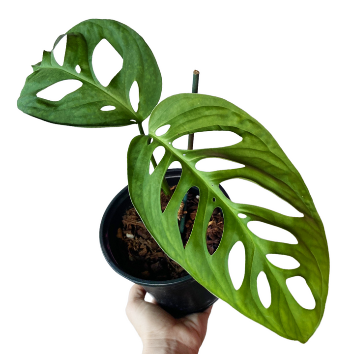 Monstera Esqueleto