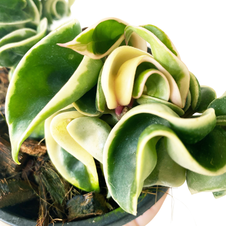 Hoya Carnosa Compacta Variegated