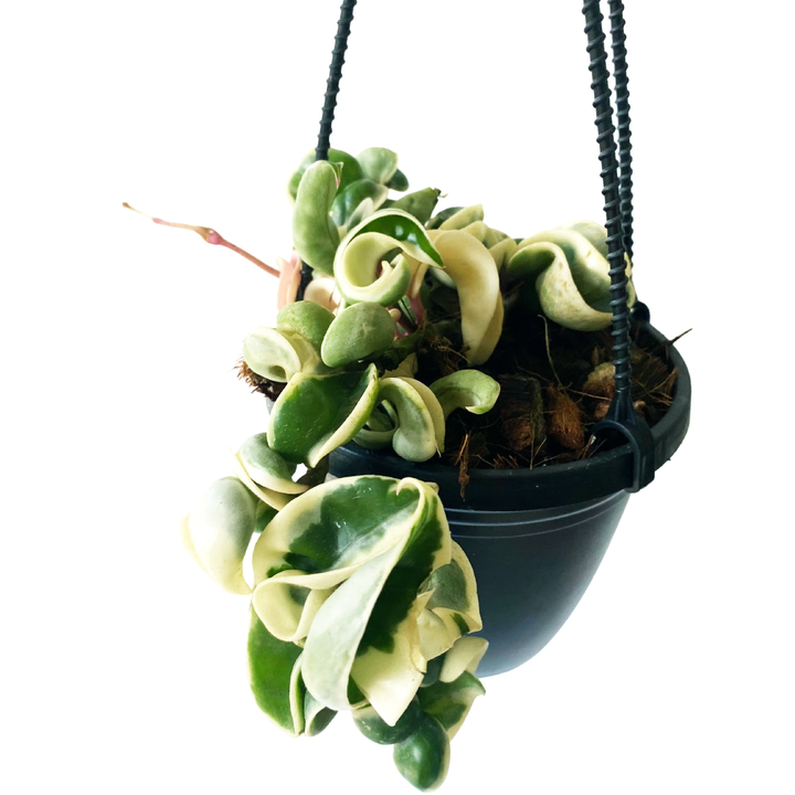 Hoya Carnosa Compacta Variegated