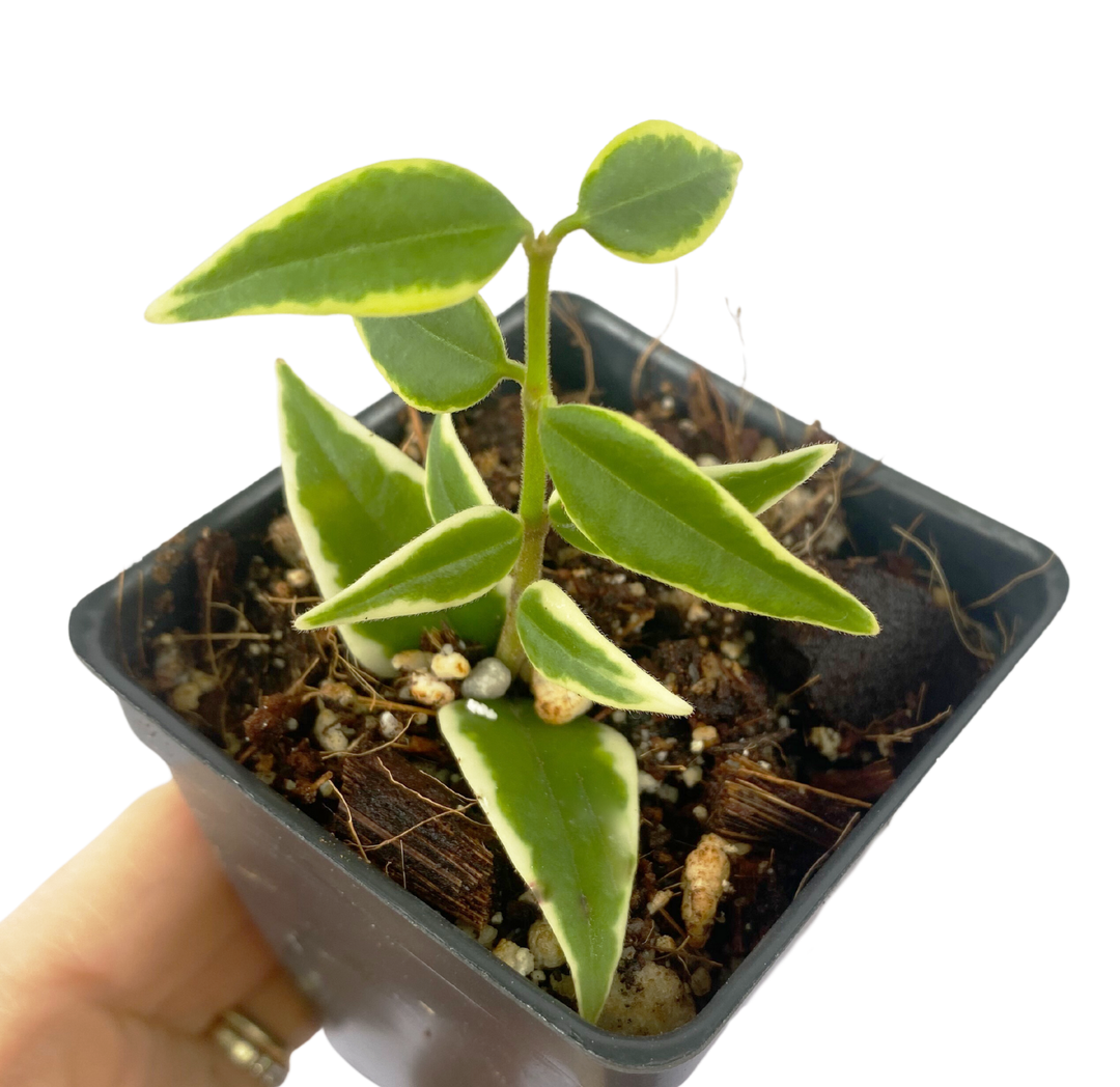 Hoya Bella Variegated