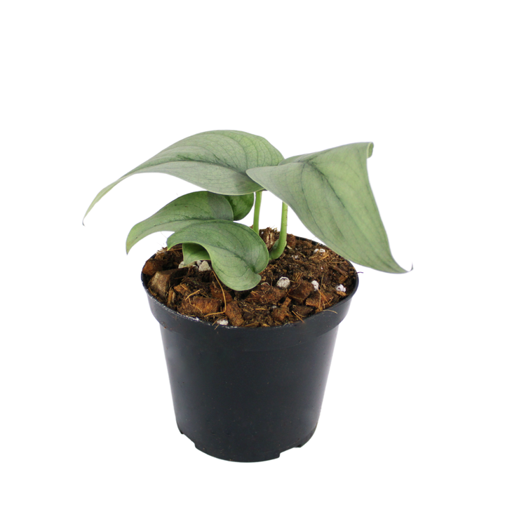 Scindapsus Silver Hero