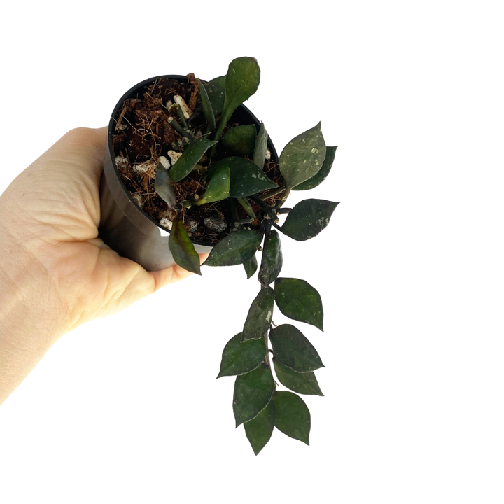 Hoya Krohniana Black