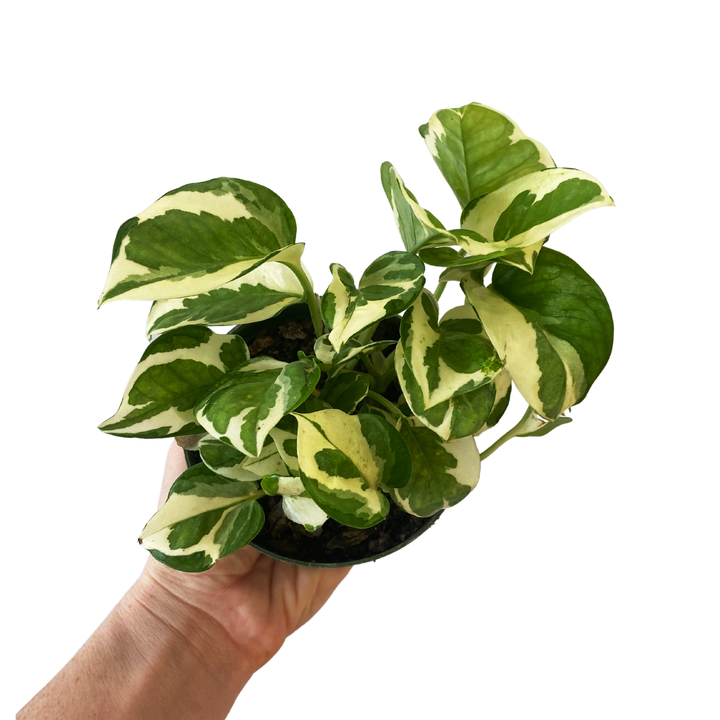 Pothos N' Joy