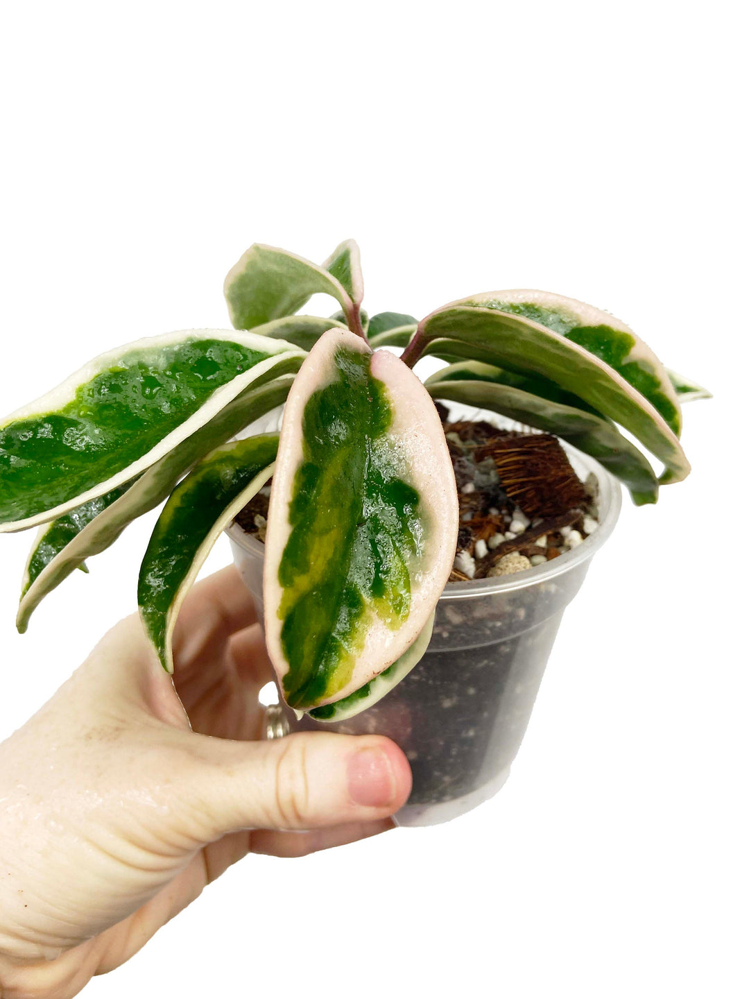 Hoya Carnosa Suzie Q