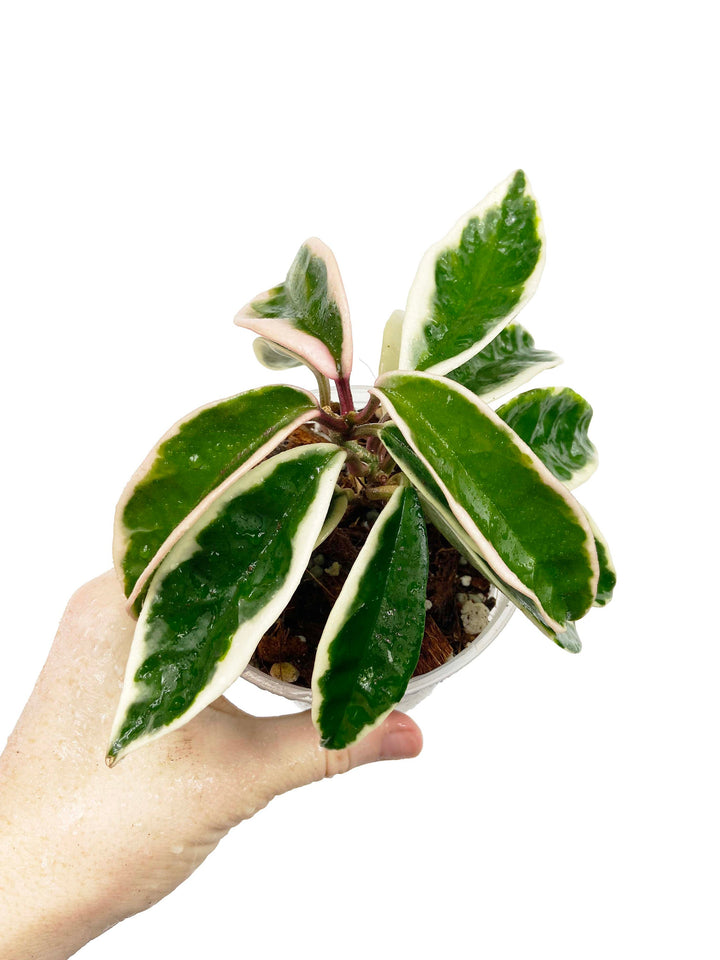 Hoya Carnosa Suzie Q