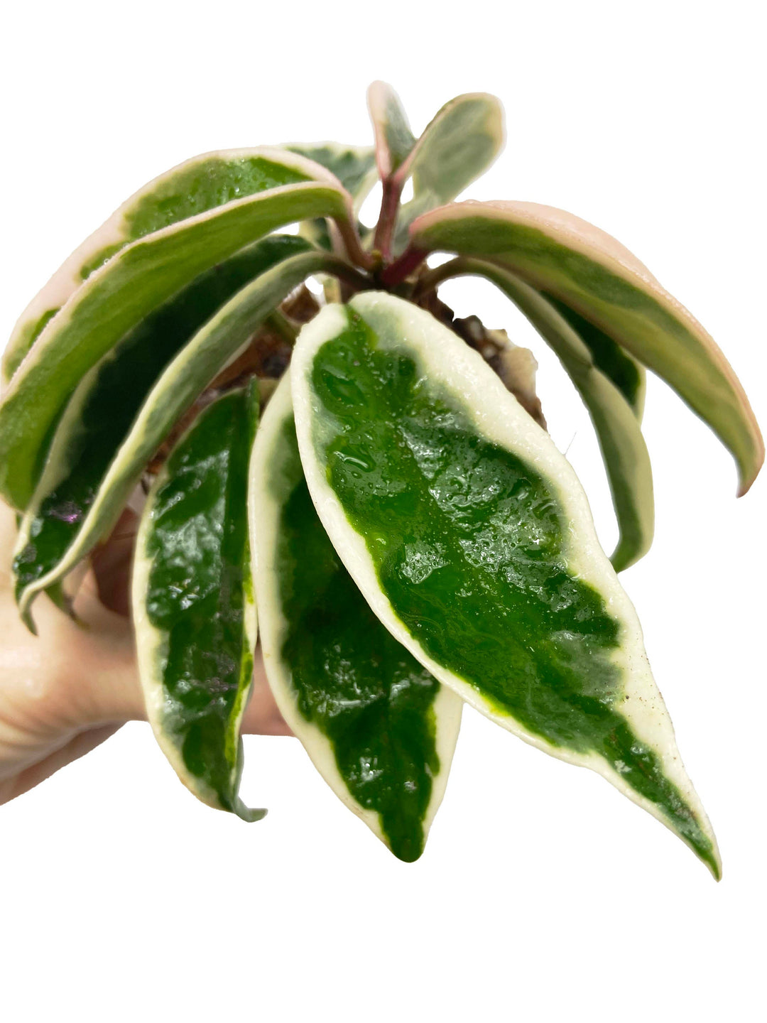 Hoya Carnosa Suzie Q