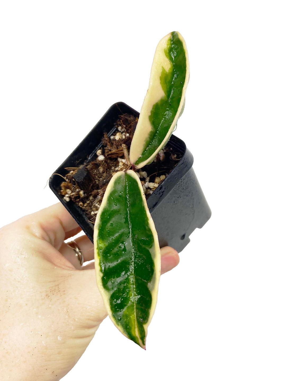 Hoya Carnosa Suzie Q