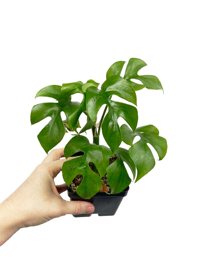 Rhaphidophora Tetrasperma