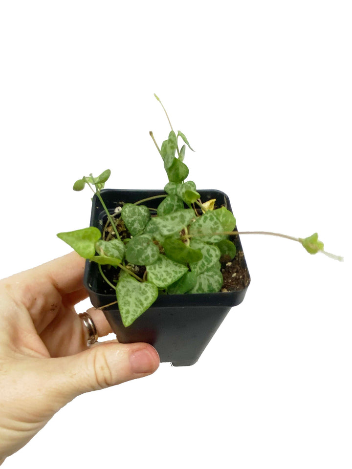 String of Spades