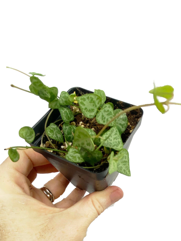 String of Spades