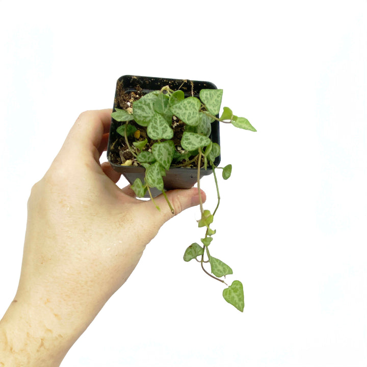 String of Spades