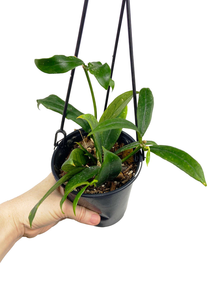 Hoya Minibelle