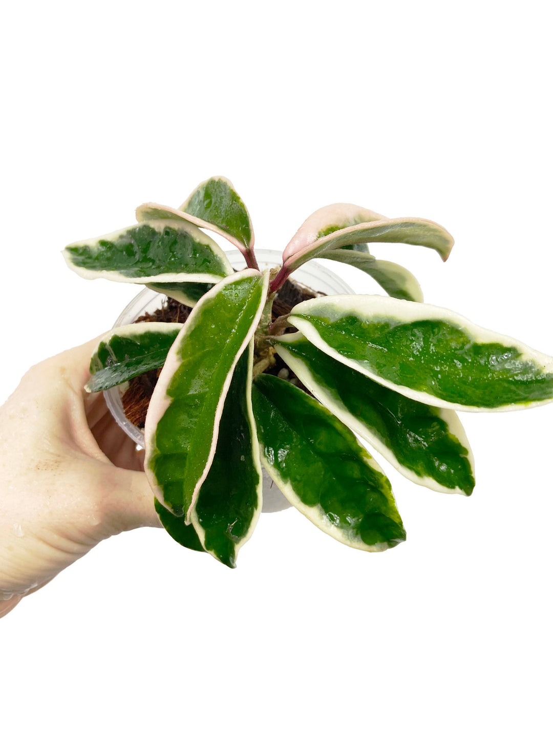 Hoya Carnosa Suzie Q