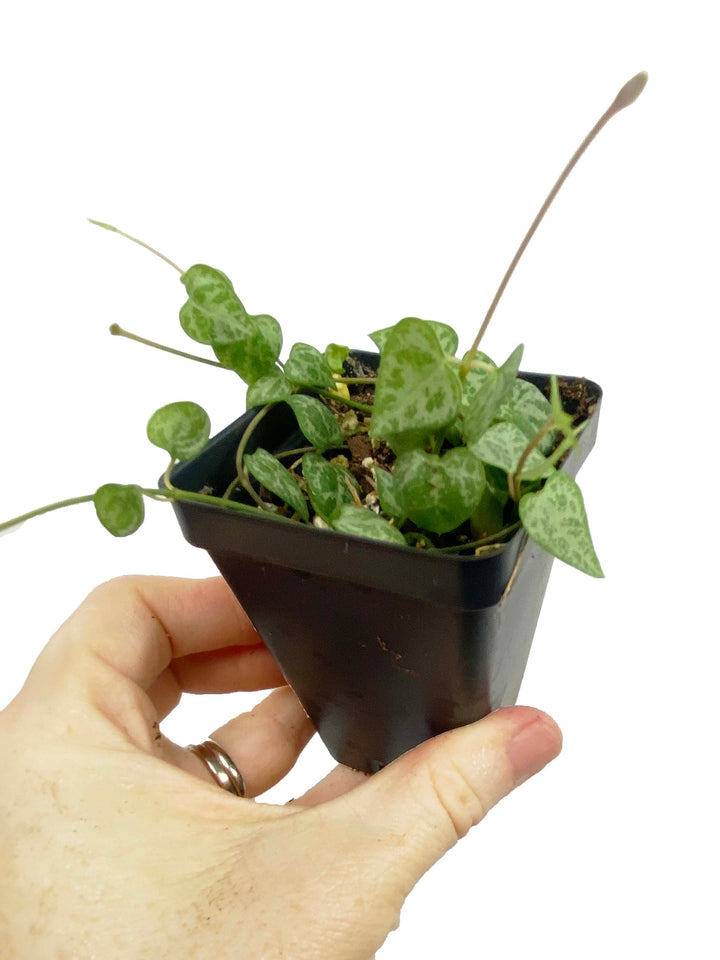 String of Spades