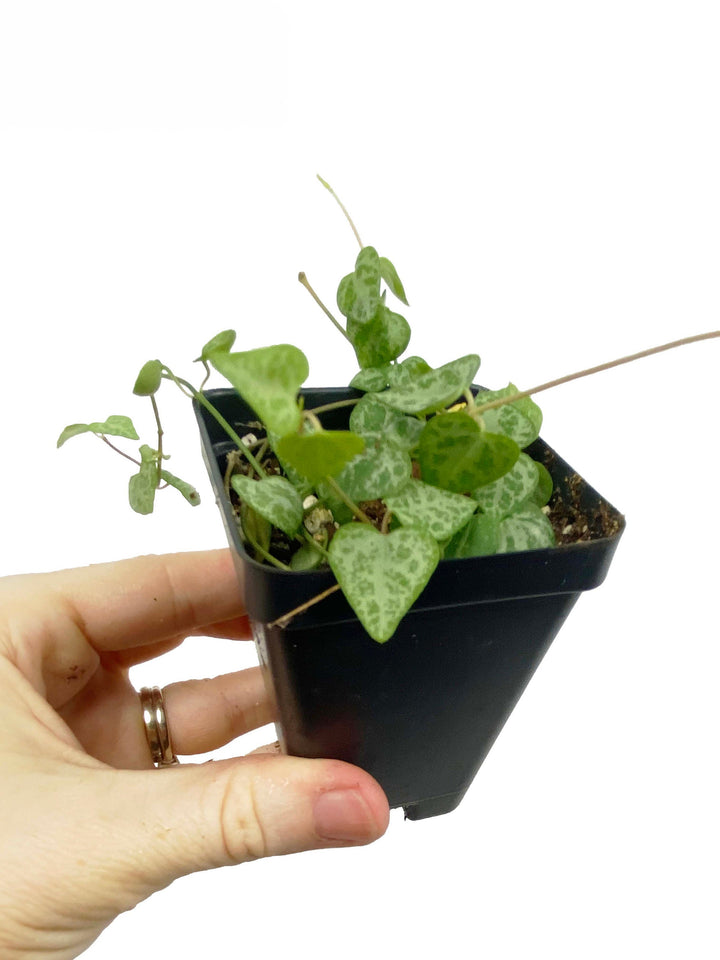 String of Spades